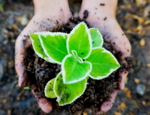 Ecological Transformation_content p
