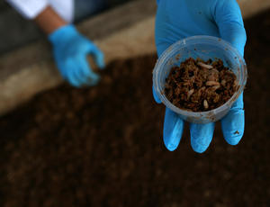 Bioconversion maggots 