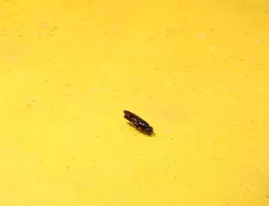 Bioconversion fly 