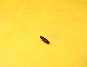 Bioconversion fly 