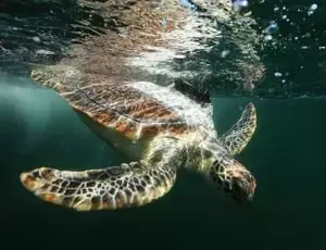 Taronga turtle image