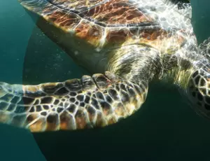 Turtle Circle header image