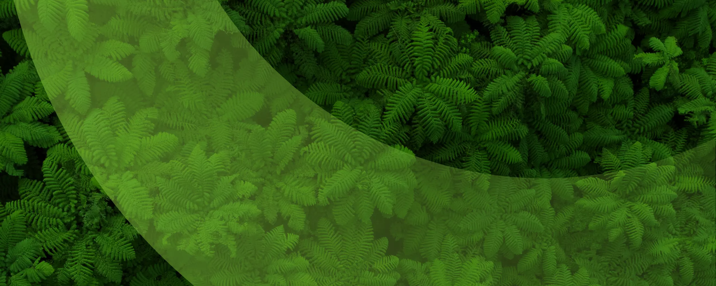 NZ greenup