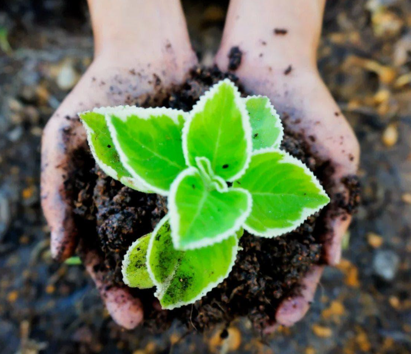 Ecological Transformation_content p