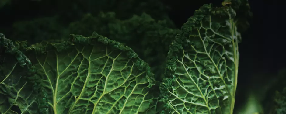 Dark Kale image_ FOGO_ Web_Header