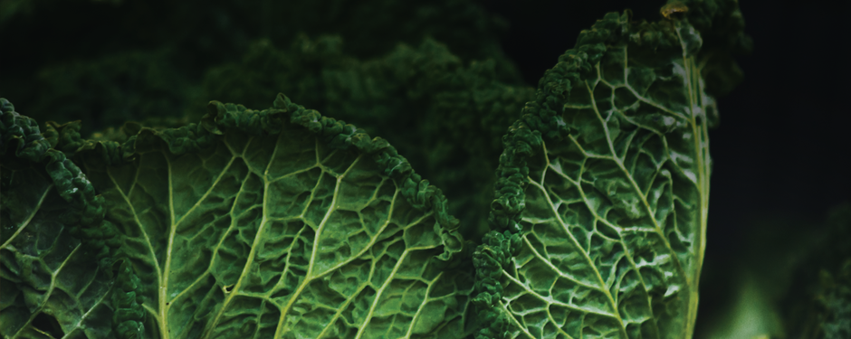 Dark Kale image_ FOGO_ Web_Header