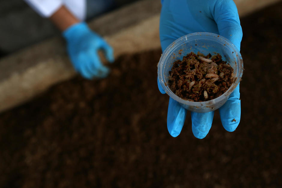 Bioconversion maggots 