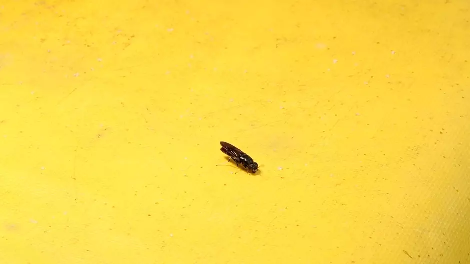 Bioconversion fly 