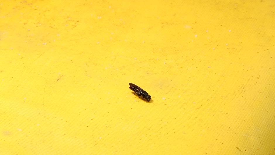 Bioconversion fly 