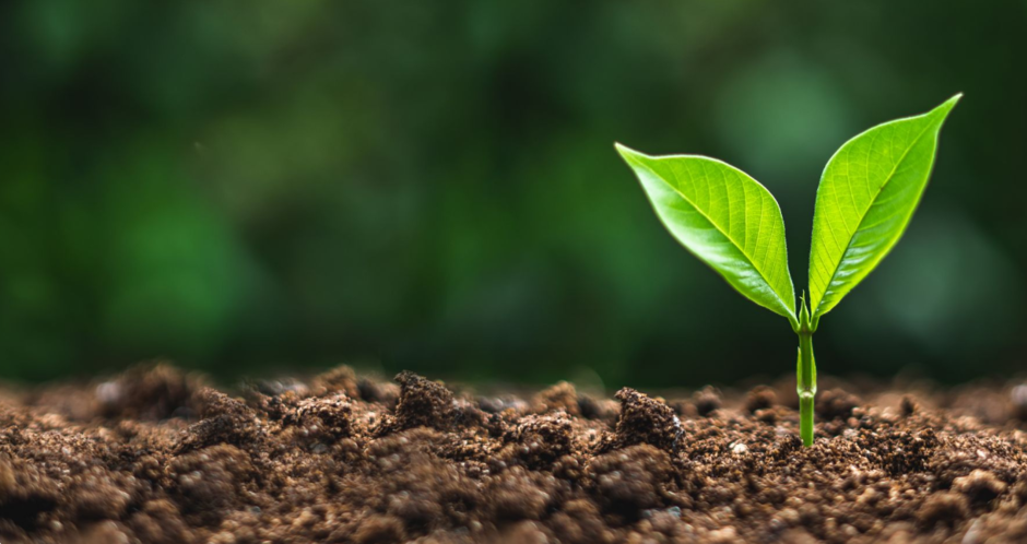 Seedling growing out of soil 