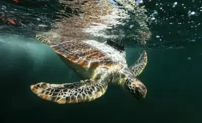 Taronga turtle image